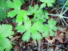Geranium erianthum