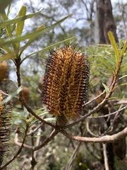Banksia neoanglica