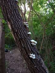 Pleurotus albidus