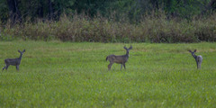 Odocoileus virginianus couesi