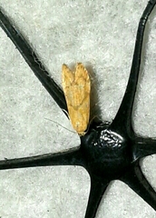 Blastobasis decolorella