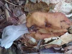 Gyromitra infula