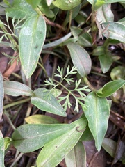 Cyclospermum leptophyllum