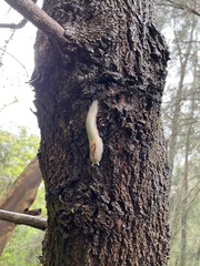 Triboniophorus graeffei