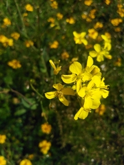 Brassica rapa