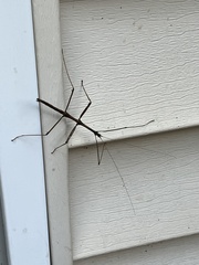 Diapheromera femorata