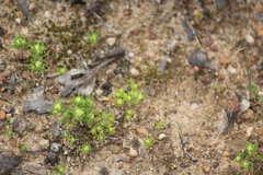 Siloxerus multiflorus