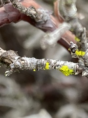 Polycauliona polycarpa