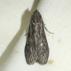 Aphomia terrenella