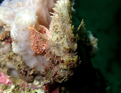 Scorpaena jacksoniensis