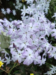 Leucocoryne ixioides