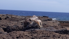 Atlantoxerus getulus