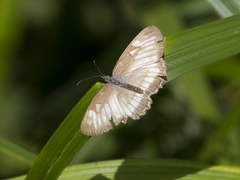 Mestra