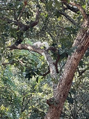 Sciurus carolinensis