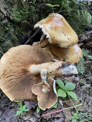Pholiota