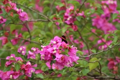 Heliconius erato hydara