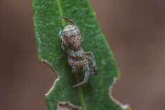 Hyptiotes flavidus