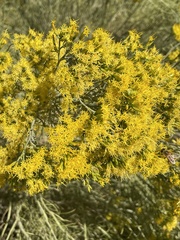 Ericameria paniculata