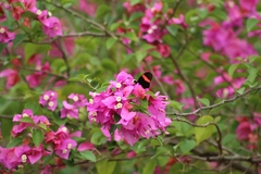 Heliconius erato hydara