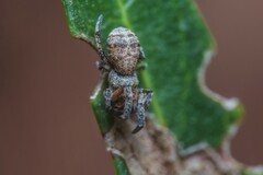 Hyptiotes flavidus