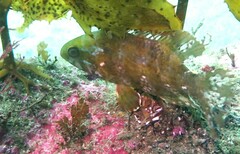 Heteroscarus acroptilus