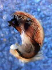 Hyptiotes flavidus