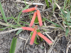 Lachenalia bulbifera