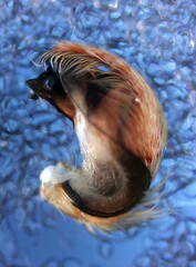 Hyptiotes flavidus