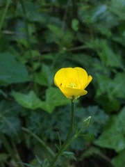 Ranunculus bulbosus