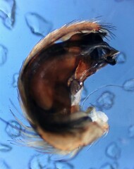 Hyptiotes flavidus
