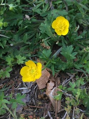 Ranunculus bulbosus