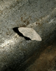 Idaea minuscularia