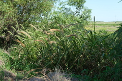 Setaria magna