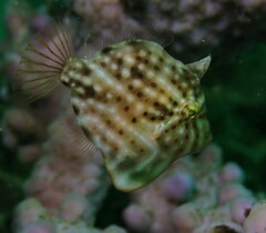 Brachaluteres jacksonianus