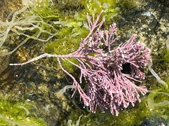 Corallina officinalis