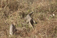Varanus panoptes panoptes