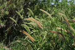 Setaria magna