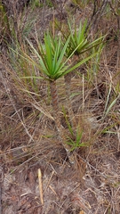 Vellozia compacta