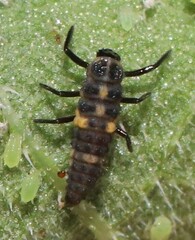 Olla v-nigrum