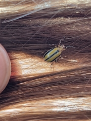 Chrysomelidae