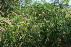 Setaria magna