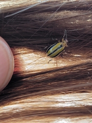 Chrysomelidae