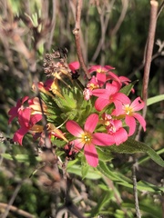Collomia biflora