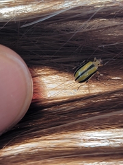 Chrysomelidae
