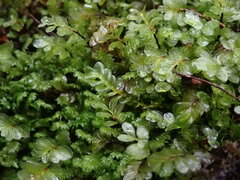 Plagiochila