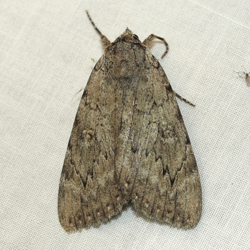 Judith's Underwing photo 3