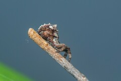 Hyptiotes flavidus