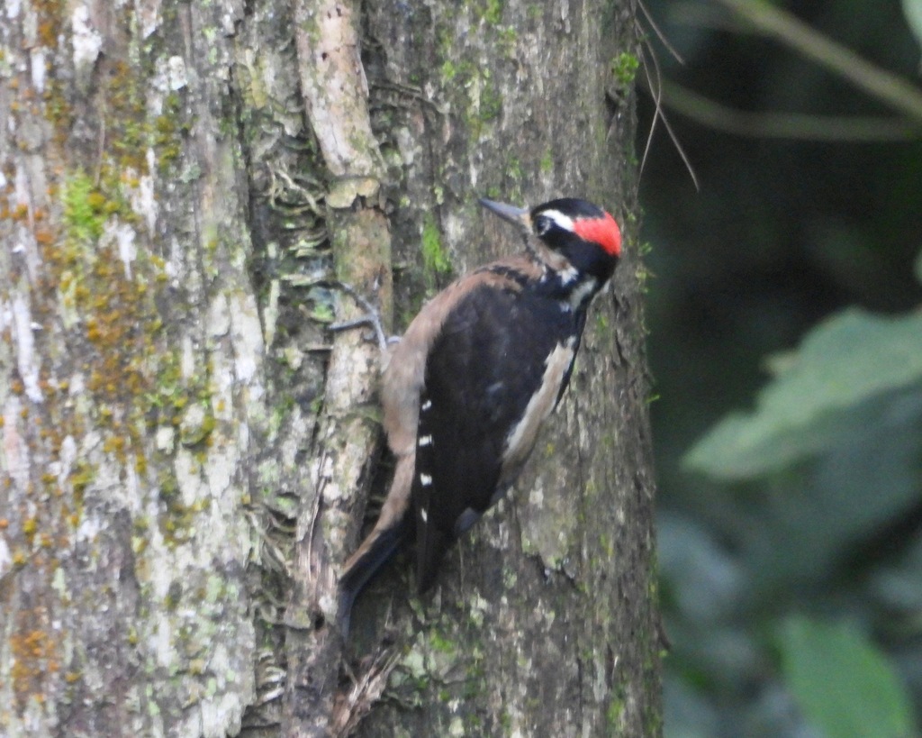 Hairy Woodpecker (South Mexican)