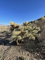 Cylindropuntia echinocarpa