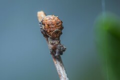 Hyptiotes flavidus